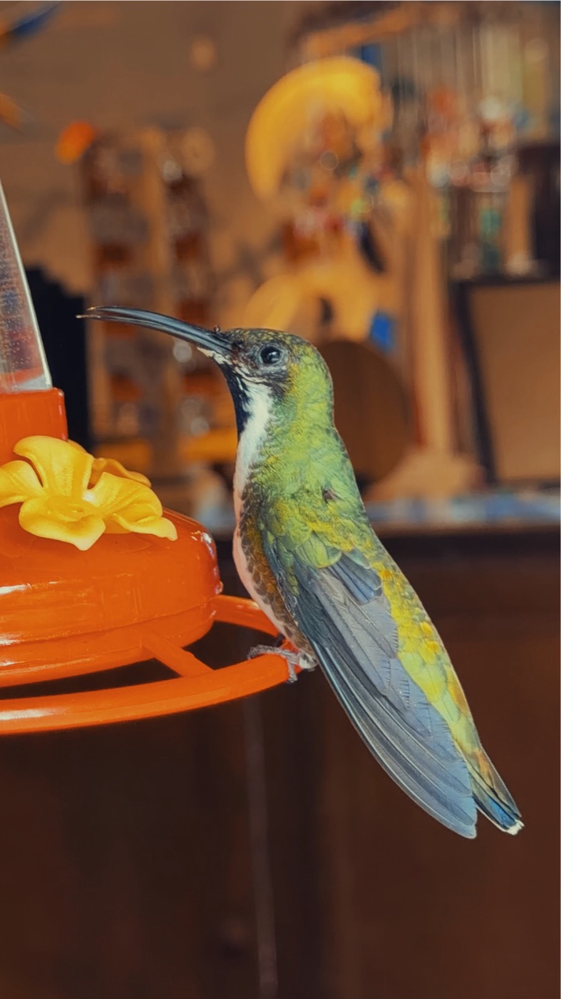 A hummingbird at an orange feeder
